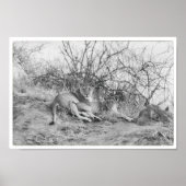 Leoness Poster (Voorkant)