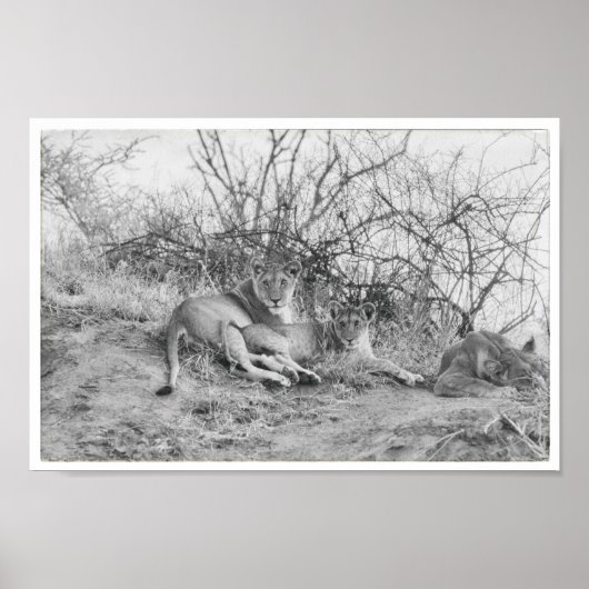 Leoness Poster (Voorkant)