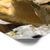 Leoness Poster (Hoek)