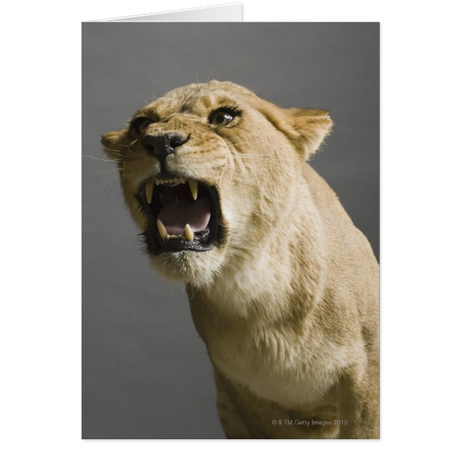 Leoness roaring (Voorkant)