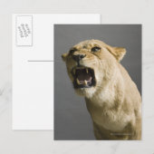 Leoness roaring briefkaart (Voorkant / Achterkant)