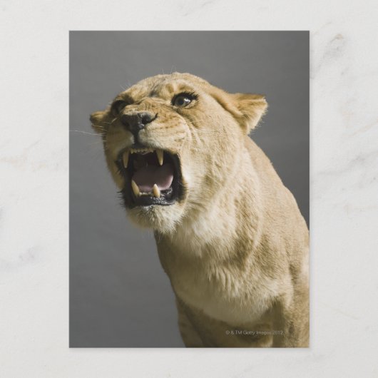 Leoness roaring briefkaart (Voorkant)