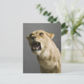 Leoness roaring briefkaart (Staand voorkant)