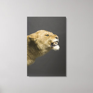 Leoness roaring canvas afdruk