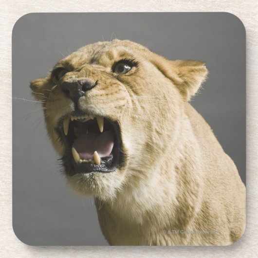 Leoness roaring drankjes onderzetter (Voorkant)