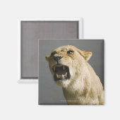 Leoness roaring magneet (Voorkant / Achterkant)