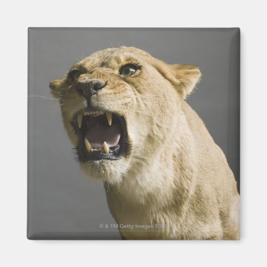 Leoness roaring magneet (Voorkant)