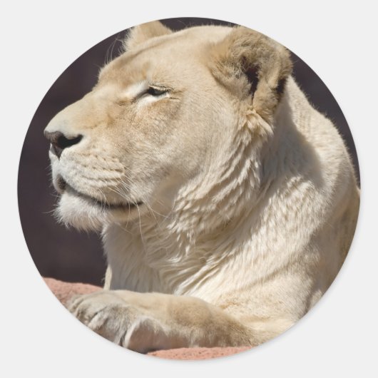 Leoness Ronde Sticker (Voorkant)