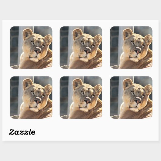 Leoness Vierkante Sticker (Vel)