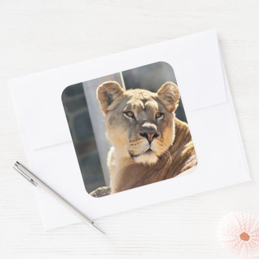 Leoness Vierkante Sticker (Envelop)
