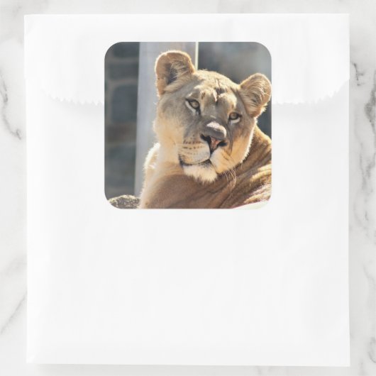 Leoness Vierkante Sticker (Tas)