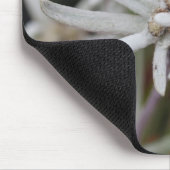 Leontopodium alpinum muismat (Hoek)