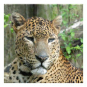 Leopard20151002 Foto Afdruk (Voorkant)