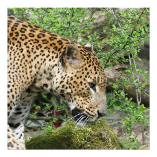 Leopard20151003 Foto Afdruk