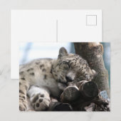 Leopard 002 briefkaart (Voorkant / Achterkant)