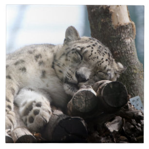 Leopard 002 tegeltje