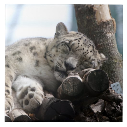 Leopard 002 tegeltje (Voorkant)