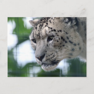 Leopard 003 briefkaart