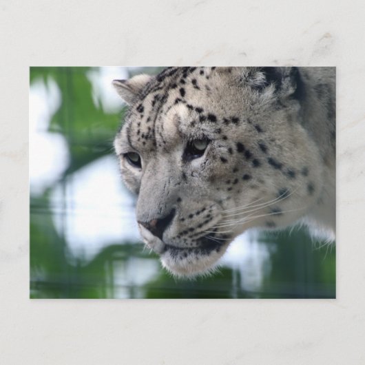 Leopard 003 briefkaart (Voorkant)