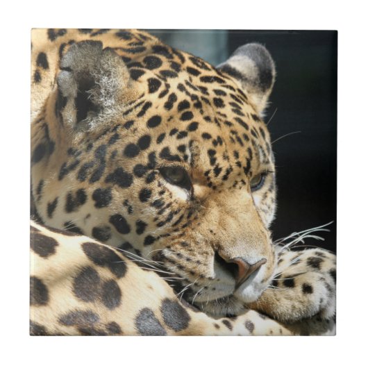Leopard 004 tegeltje (Voorkant)