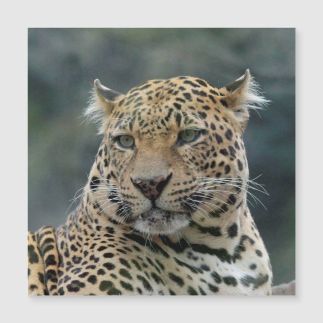 Leopard 006 (Voorkant)