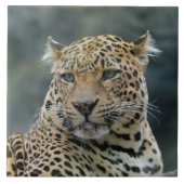 Leopard 006 tegeltje (Voorkant)