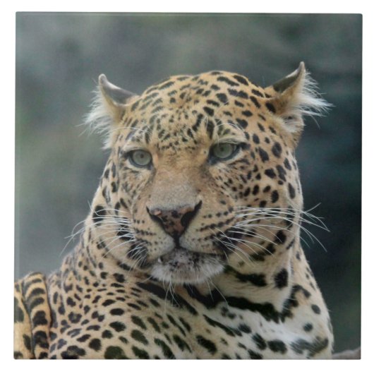 Leopard 006 tegeltje (Voorkant)