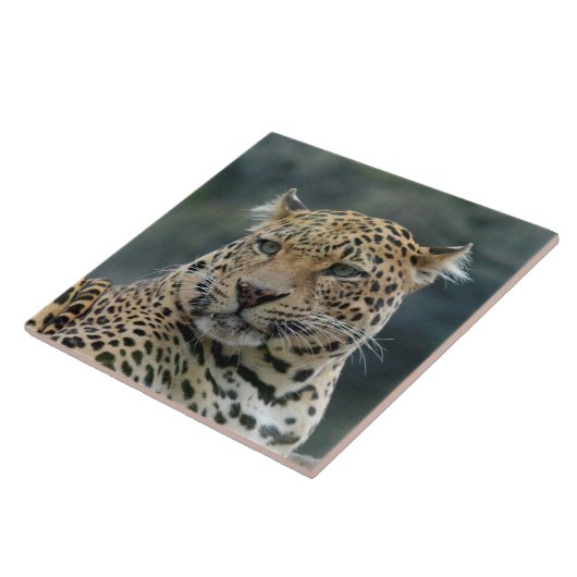 Leopard 006 tegeltje (Zijkant)
