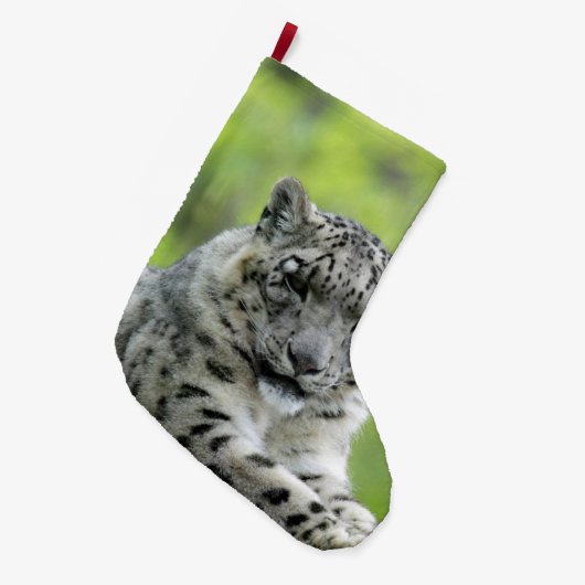 Leopard_2015_0310 Grote Kerstsok (Voorkant (Hangend))