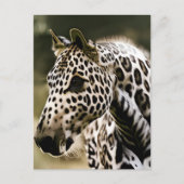 Leopard Appaloosa Briefkaart (Voorkant)