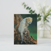 Leopard, Baby auf Baum, Briefkaart (Staand voorkant)