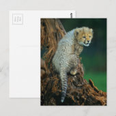 Leopard, Baby auf Baum, Briefkaart (Voorkant / Achterkant)