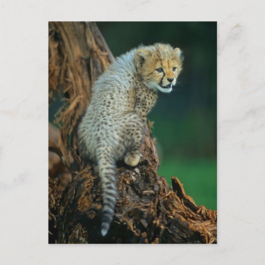 Leopard, Baby auf Baum, Briefkaart (Voorkant)