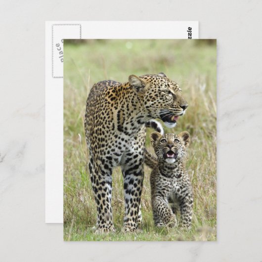 Leopard Baby en Mama Briefkaart (Voorkant / Achterkant)