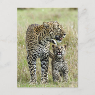 Leopard Baby en Mama Briefkaart