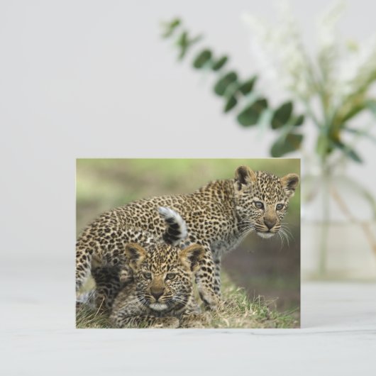 Leopard Babys Briefkaart (Staand voorkant)