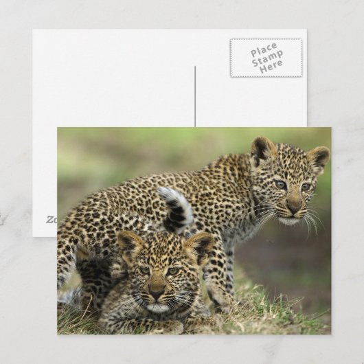 Leopard Babys Briefkaart (Voorkant / Achterkant)