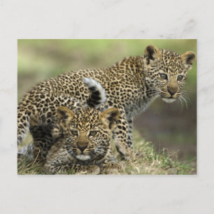 Leopard Babys Briefkaart