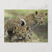 Leopard Babys Briefkaart (Voorkant)