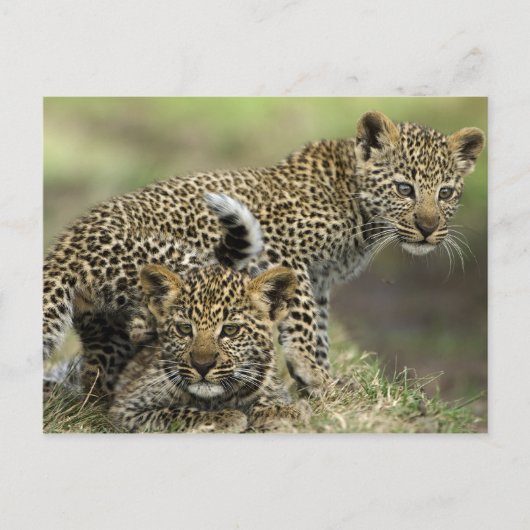 Leopard Babys Briefkaart (Voorkant)