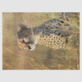 Leopard Basks in de namiddag zon decoupage Tissuepapier (Voorkant)