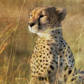 Leopard Basks in de namiddag zon decoupage Tissuepapier