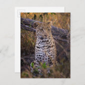 Leopard, Botswana, Afrika Briefkaart (Voorkant / Achterkant)