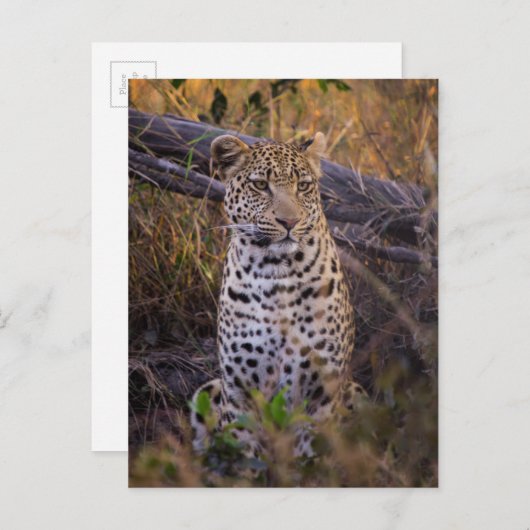 Leopard, Botswana, Afrika Briefkaart (Voorkant / Achterkant)
