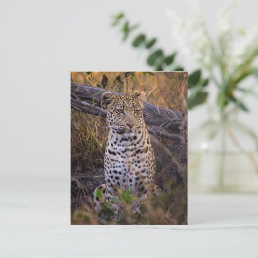 Leopard, Botswana, Afrika Briefkaart (Staand voorkant)
