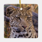 Leopard, Botswana, Afrika Keramisch Ornament (Voorkant)