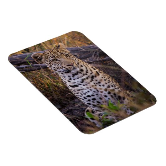 Leopard, Botswana, Afrika Magneet (Rechterzijde)