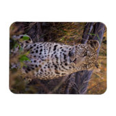 Leopard, Botswana, Afrika Magneet (Horizontaal)