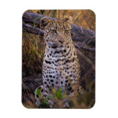 Leopard, Botswana, Afrika Magneet (Verticaal)
