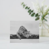 Leopard Briefkaart (Staand voorkant)